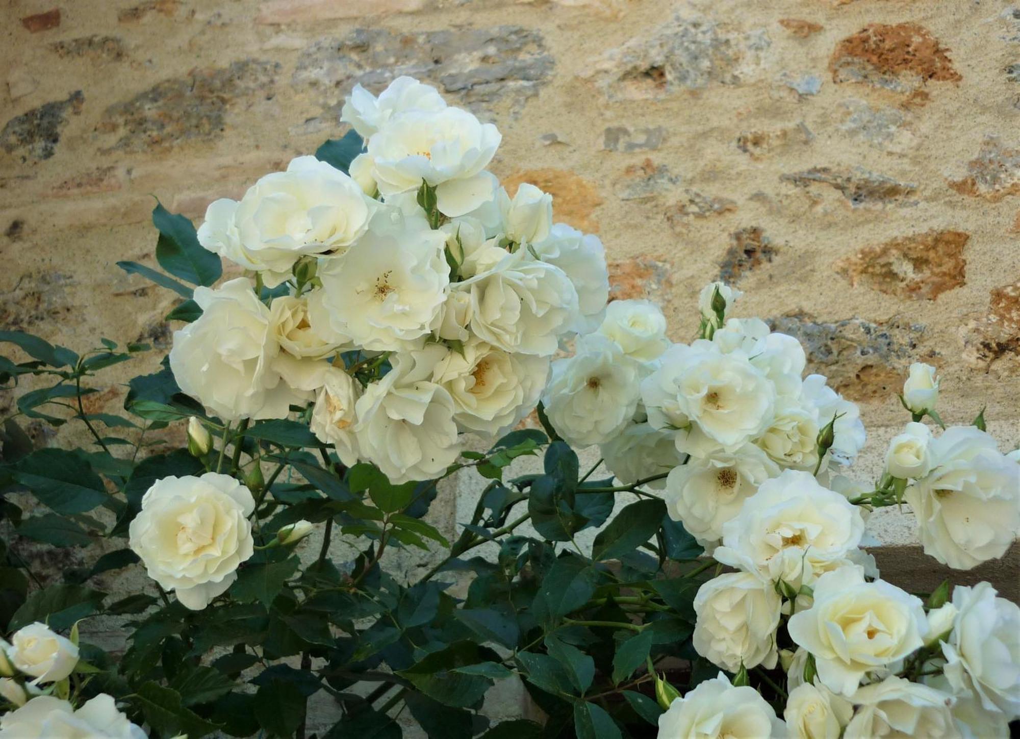 Fattoria Agriturismo Nerbona Casole d'Elsa Ngoại thất bức ảnh