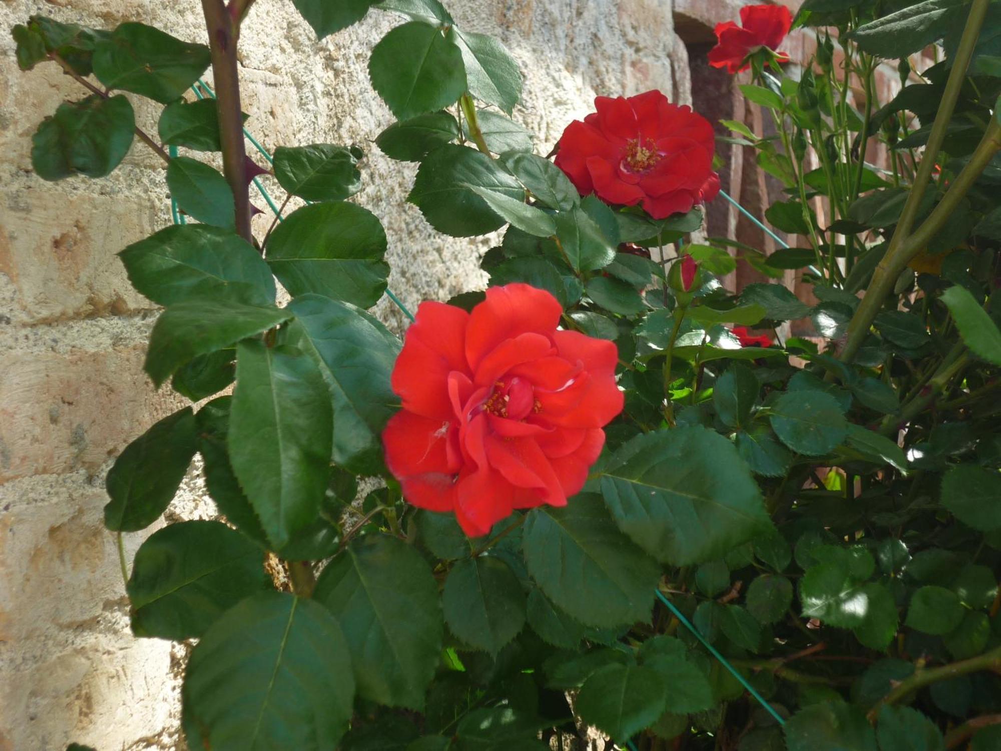 Fattoria Agriturismo Nerbona Casole d'Elsa Ngoại thất bức ảnh